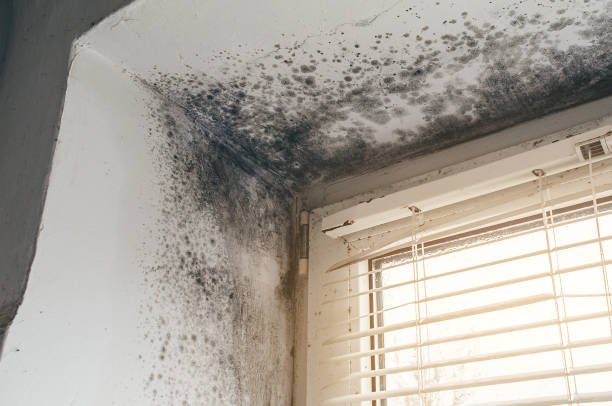 Affordable Attic Mold Remediation solutions in Nokesville, VA