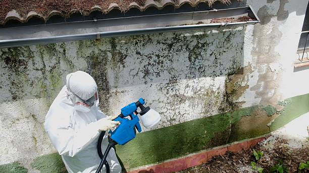 Top rated local Attic Mold Remediation specialists in Nokesville, VA